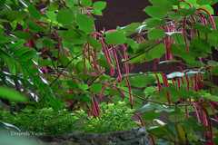 Acalypha hispida